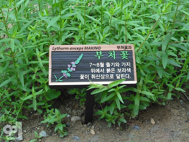 수목표찰