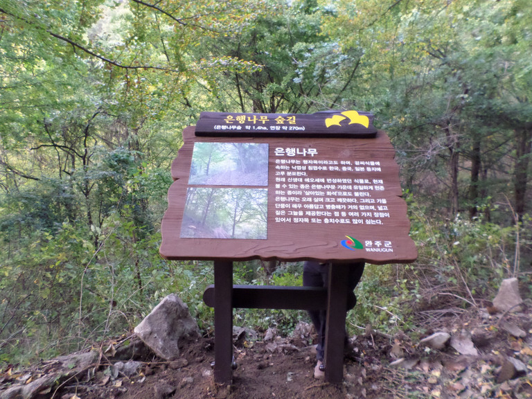 완주군 너브실편백은행길